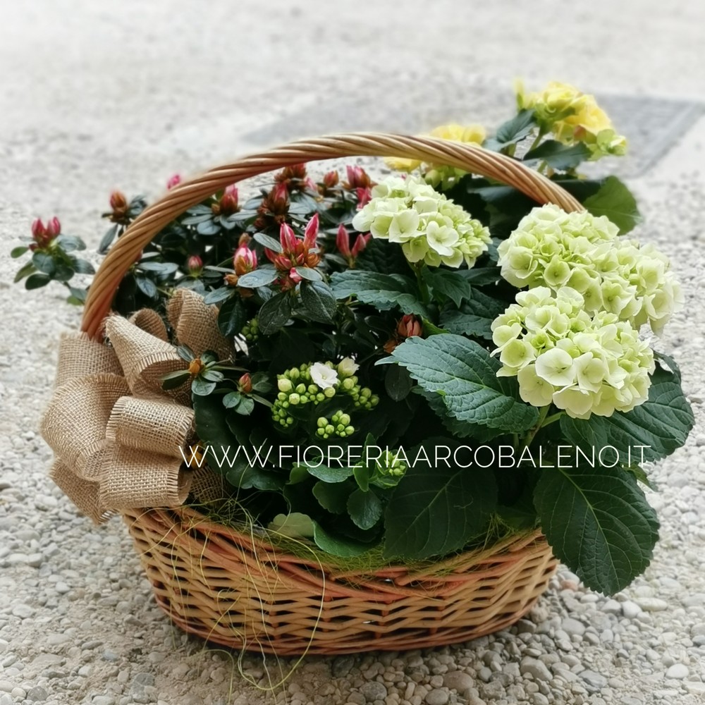 Composizione piante fiorite in cesto